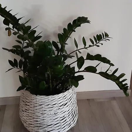 Apartment Casa Orchidea Mare
